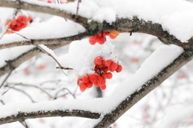Kartopu karda. Güzel kış
