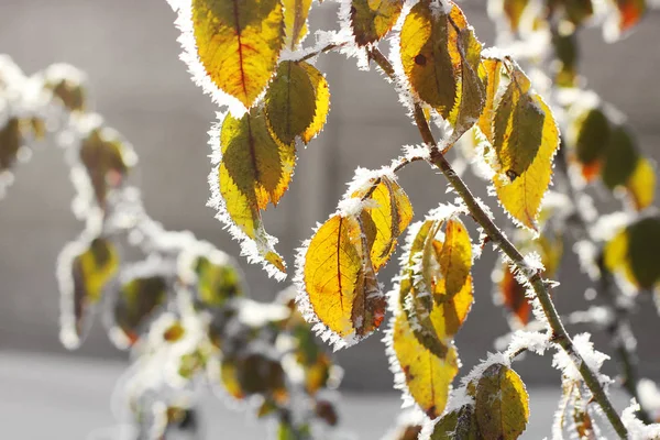 霜の中に葉 — ストック写真