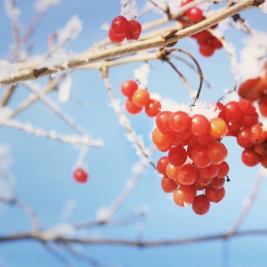 Kartopu karda. Güzel kış