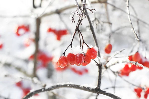 雪の中でガマズミ属の木 美しい冬 — ストック写真