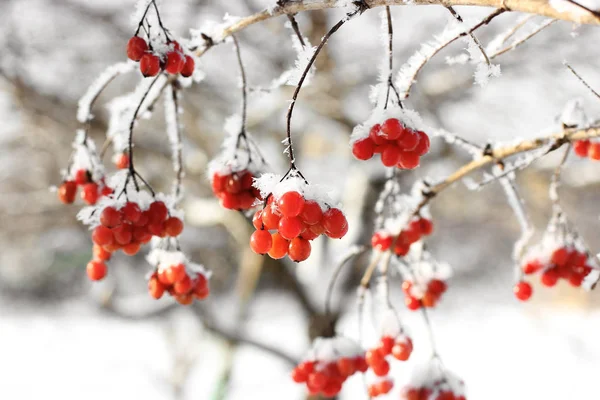 雪の中でガマズミ属の木 美しい冬 — ストック写真