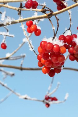 Kartopu karda. Güzel kış