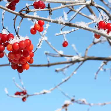 Kartopu karda. Güzel kış