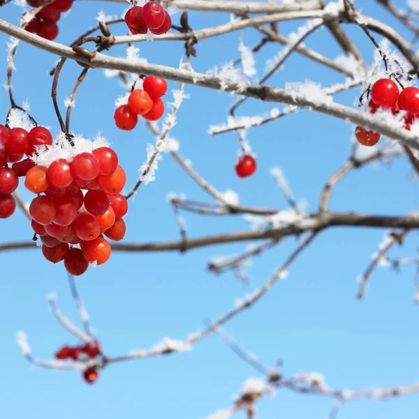 Kartopu karda. Güzel kış