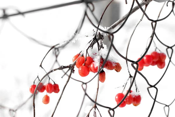 Viburnum Schnee Schöner Winter — Stockfoto