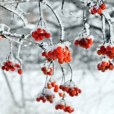 Kartopu karda. Güzel kış