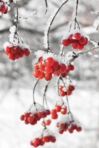 Viburnum Neve Belo Inverno — Fotografia de Stock