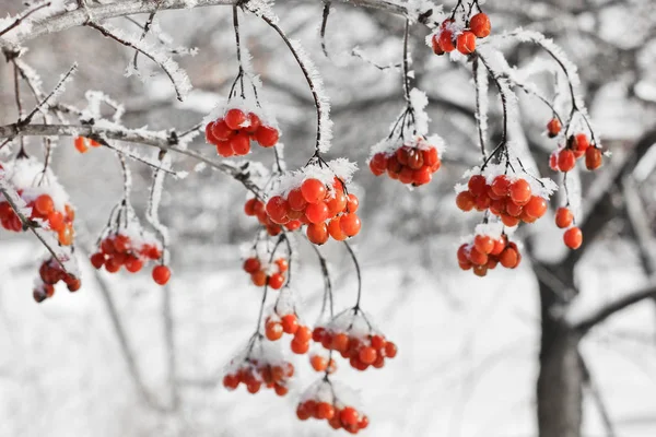 Viburno Nella Neve Bellissimo Inverno — Foto Stock