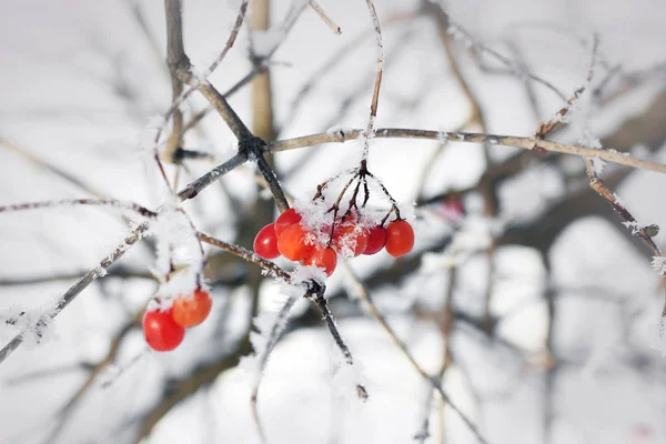 雪の中でガマズミ属の木 美しい冬 — ストック写真
