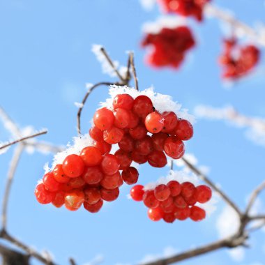 Kartopu karda. Güzel kış