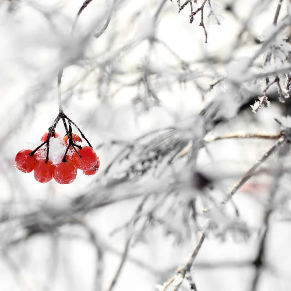 Viburnum Schnee Schöner Winter — Stockfoto