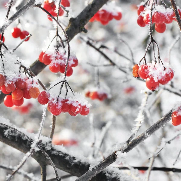 中的维伯努姆 美丽的冬天 — 图库照片