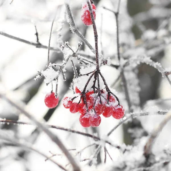 雪の中でガマズミ属の木 美しい冬 — ストック写真