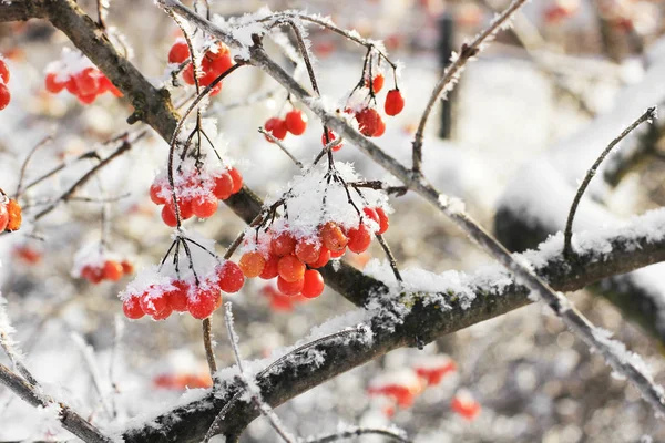 Kartopu karda. Güzel kış