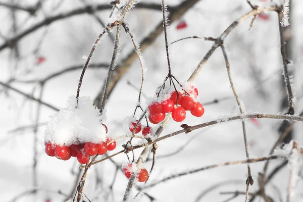 Viburno Nella Neve Bellissimo Inverno — Foto Stock