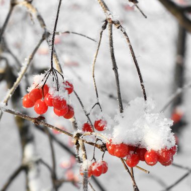 Kartopu karda. Güzel kış