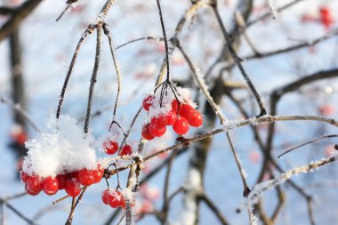 Kartopu karda. Güzel kış