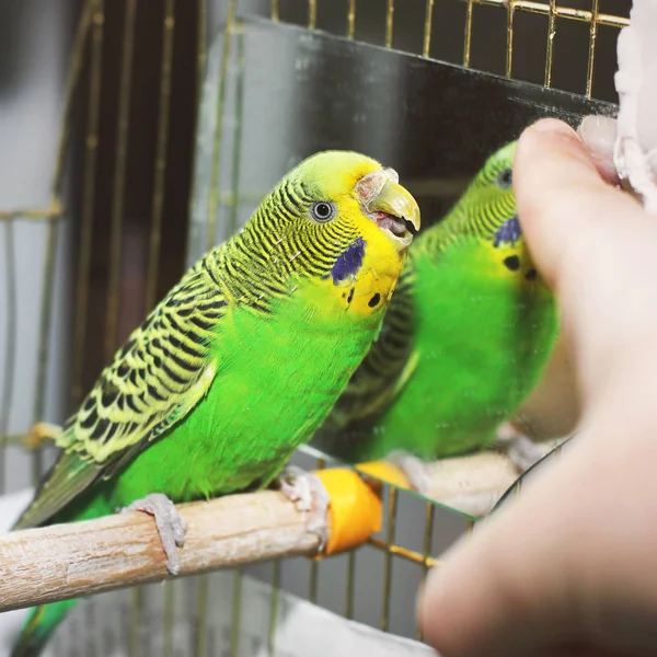 Parrot bites the finger