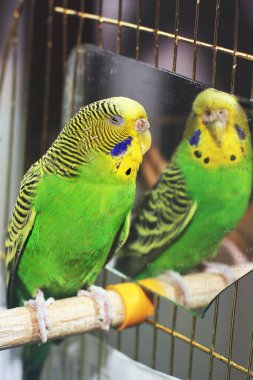 Dalgalı papağan ayna yakınındaki bir kafeste oturur