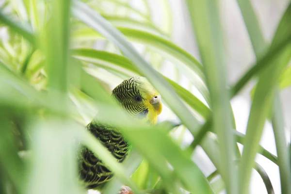 Növények között közelről Hullámos papagáj — Stock Fotó