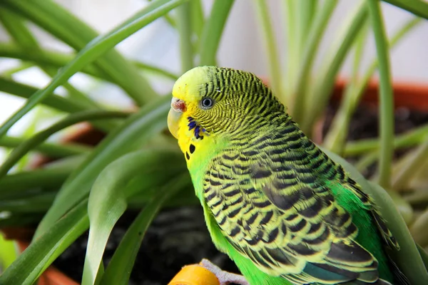 Golvende papegaai close-up op een achtergrond van planten — Stockfoto