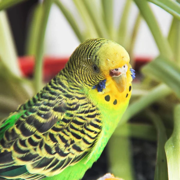 Хвилястий папуга крупним планом на тлі рослин — стокове фото