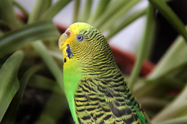 Wavy parrot close up on a background of plants