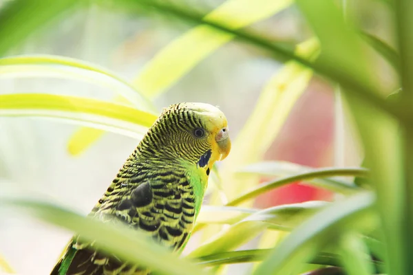 Wavy parrot close up on a background of plants