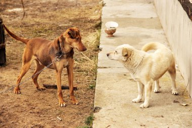 Sokakta iki köpek.