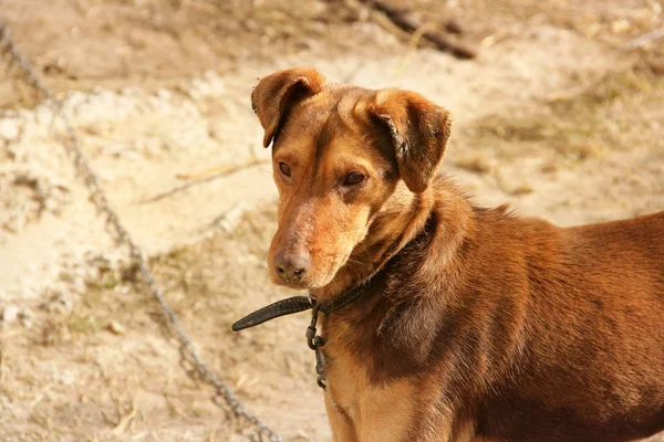 Sokakta kahverengi köpek — Stok fotoğraf