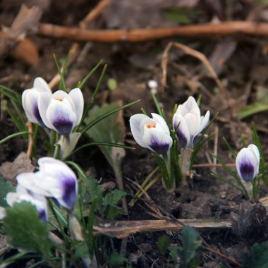 Bahçedeki çiğdemler. İlk çiçek