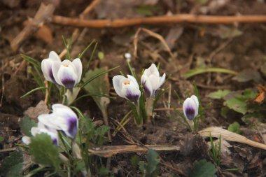 Bahçedeki çiğdemler. İlk çiçek