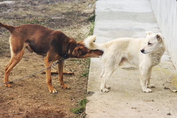 Дві собаки на вулиці — стокове фото