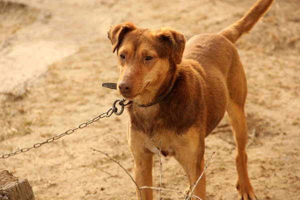 Sokakta kahverengi köpek — Stok fotoğraf