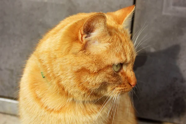 Gato rojo en la calle —  Fotos de Stock