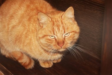 Zencefil kedi ahşap arka plan üzerinde