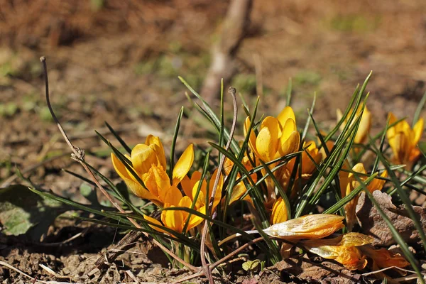 Des crocus. Fleurs au début du printemps dans le jardin — Photo