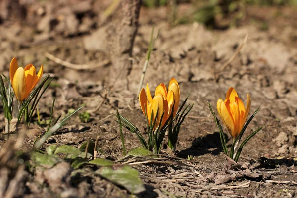 Krokusar. Blommor tidigt på våren i trädgården — Stockfoto