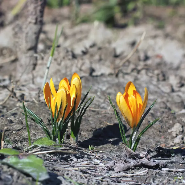 Des crocus. Fleurs au début du printemps dans le jardin — Photo