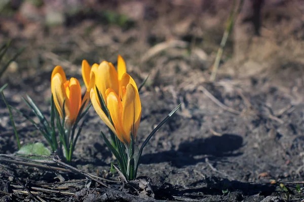 Krokusar. Blommor tidigt på våren i trädgården — Stockfoto