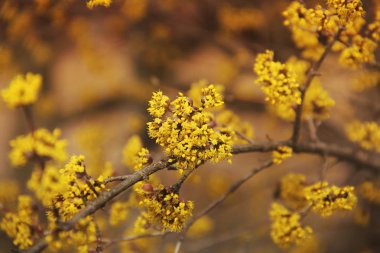 Bir ağaç çiçek açıyor. Kızıl -cık.