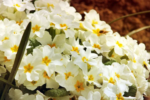 Белые цветы в саду близко — стоковое фото