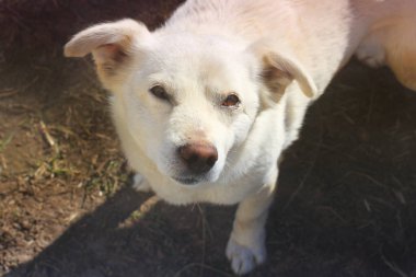 Sokaktaki beyaz köpek. Köpek kameraya bakıyor.