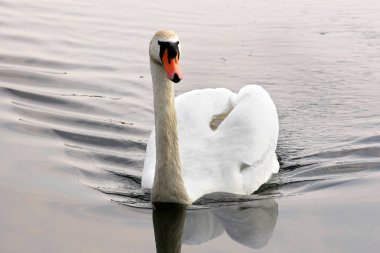Kuğu. Sudaki güzel kuğu. Güzel kuş