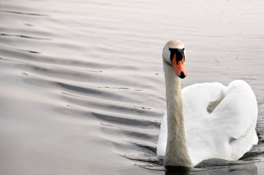 Kuğu. Sudaki güzel kuğu. Güzel kuş