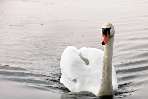Swan. Beautiful swan on the water. Beautiful bird — Stock Photo, Image