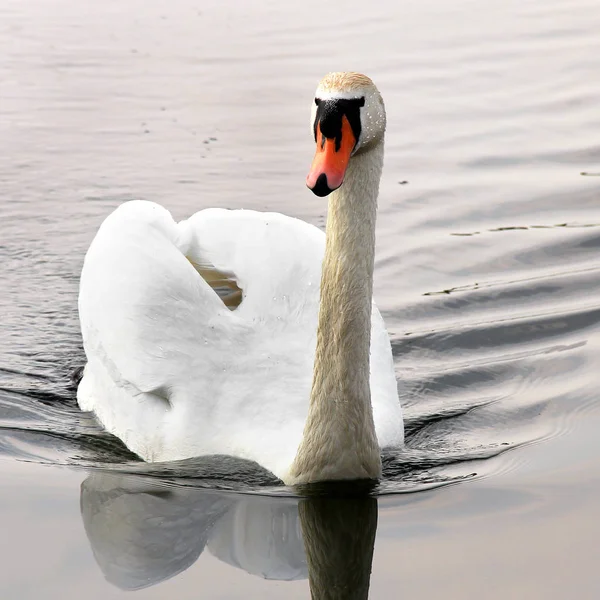 Kuğu. Sudaki güzel kuğu. Güzel kuş