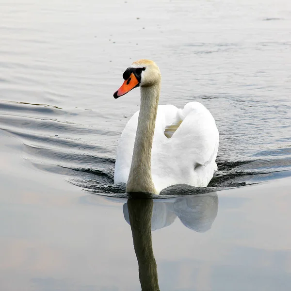 Hattyú. Gyönyörű hattyú a vízen. Gyönyörű madár — Stock Fotó