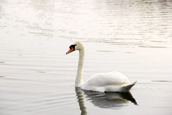 白鳥。水の上に美しい白鳥。美しい鳥 — ストック写真