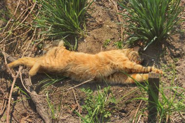 Çimenlerde sokakta yatan güzel kedi